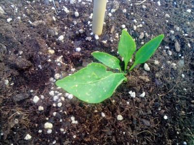 [Foto de planta, jardin, jardineria]