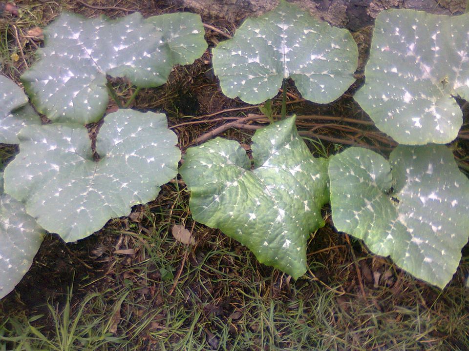 [Foto de planta, jardin, jardineria]