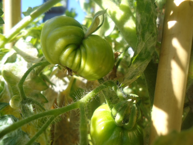 [Foto de planta, jardin, jardineria]