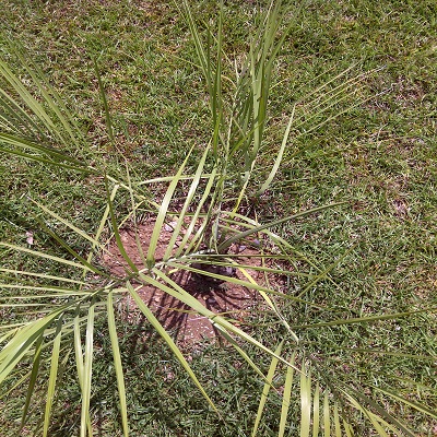[Foto de planta, jardin, jardineria]