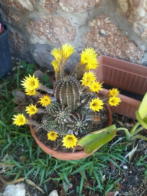 [Foto de planta, jardin, jardineria]