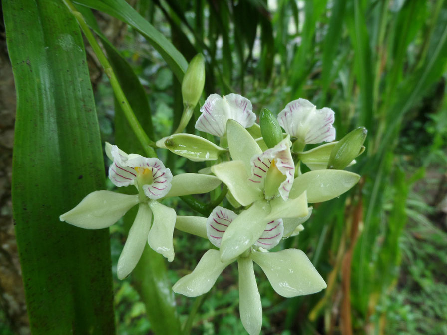 [Foto de planta, jardin, jardineria]