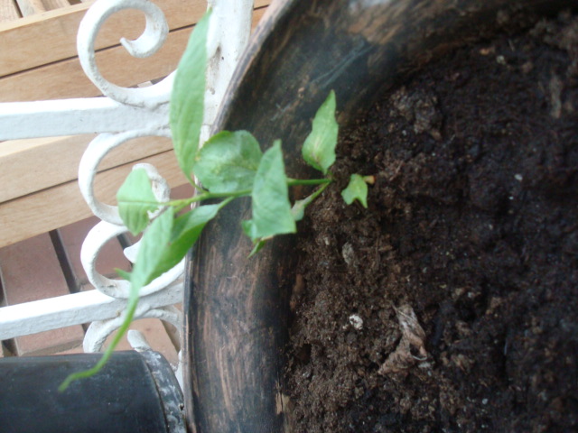 [Foto de planta, jardin, jardineria]