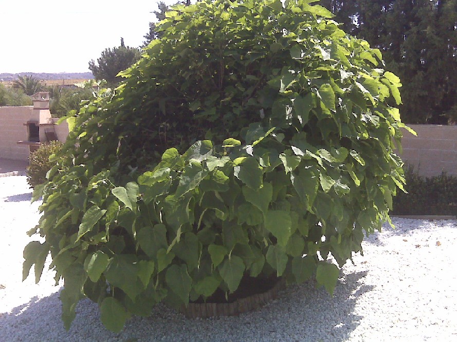 [Foto de planta, jardin, jardineria]