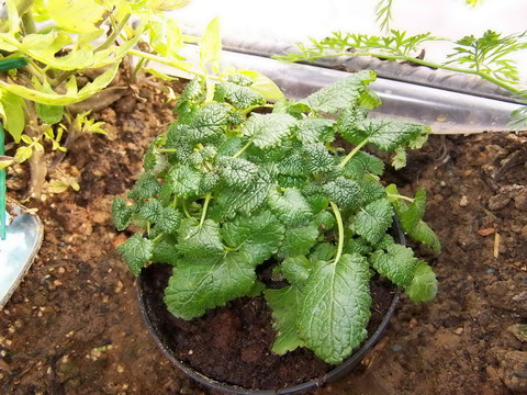 [Foto de planta, jardin, jardineria]