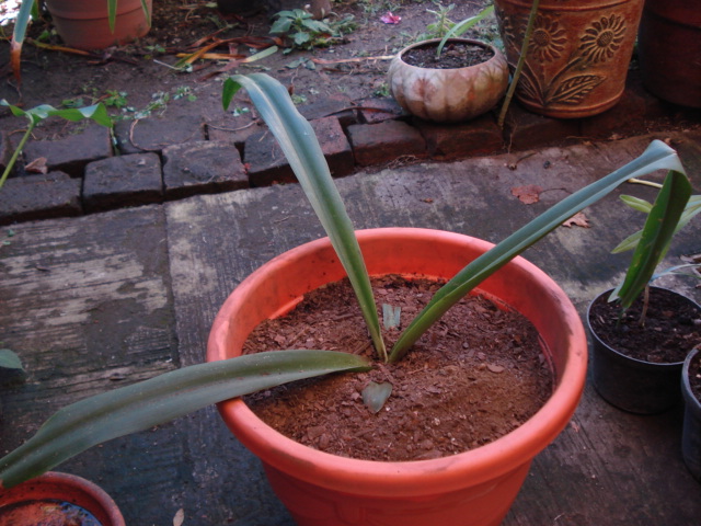 [Foto de planta, jardin, jardineria]