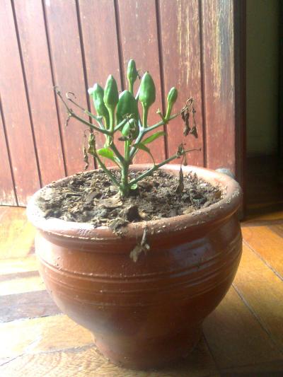 [Foto de planta, jardin, jardineria]