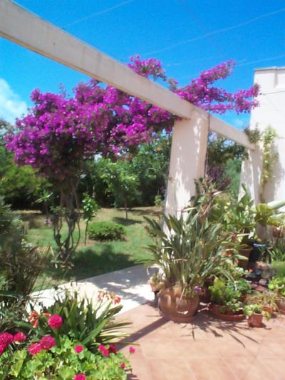 [Foto de planta, jardin, jardineria]