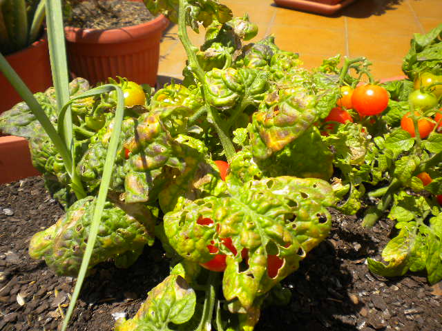 [Foto de planta, jardin, jardineria]