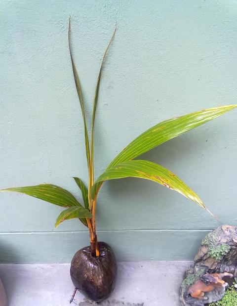 [Foto de planta, jardin, jardineria]