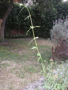 [Foto de planta, jardin, jardineria]