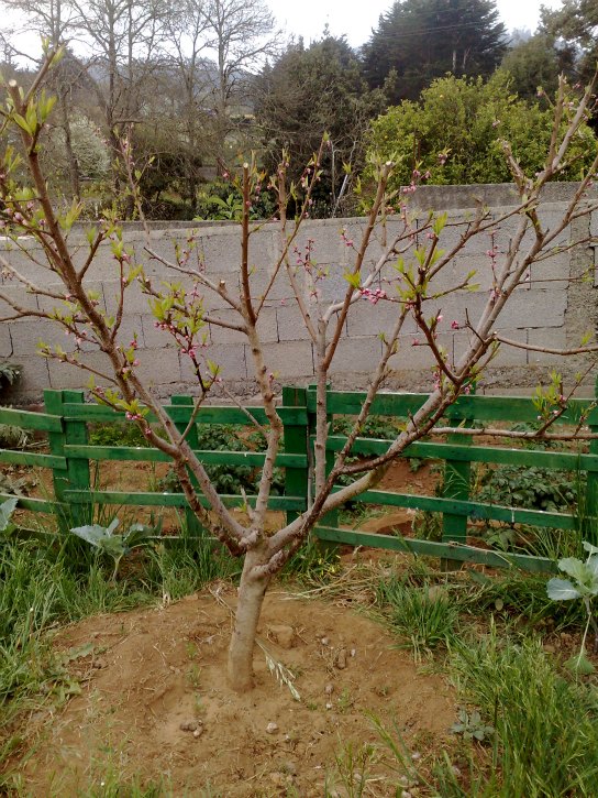 [Foto de planta, jardin, jardineria]