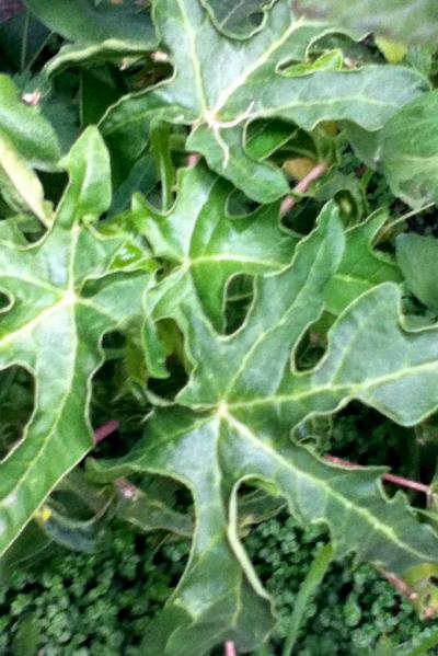 [Foto de planta, jardin, jardineria]