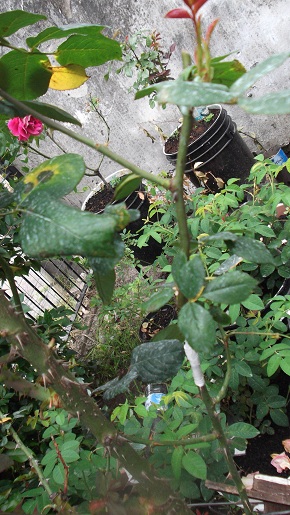 [Foto de planta, jardin, jardineria]