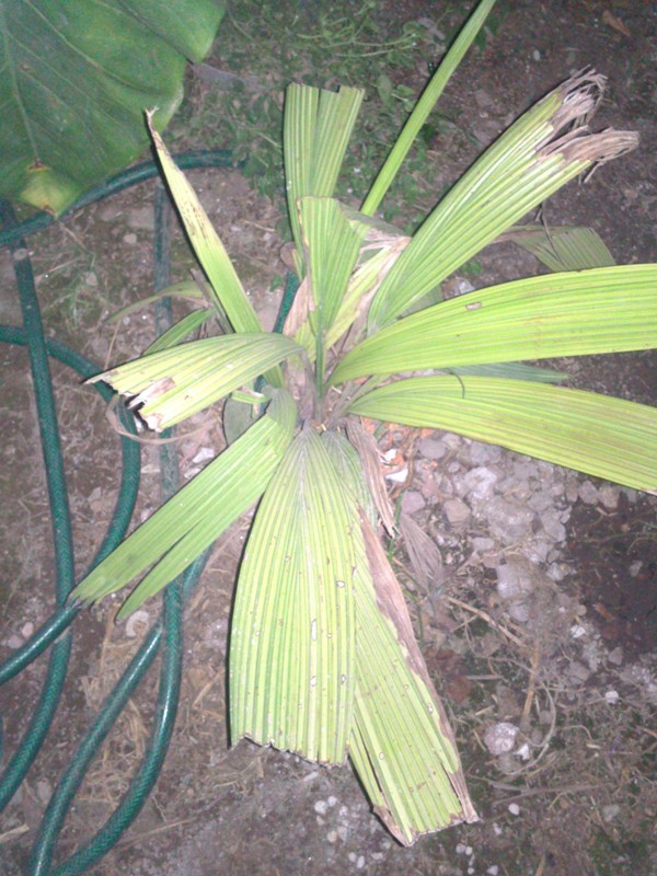 [Foto de planta, jardin, jardineria]