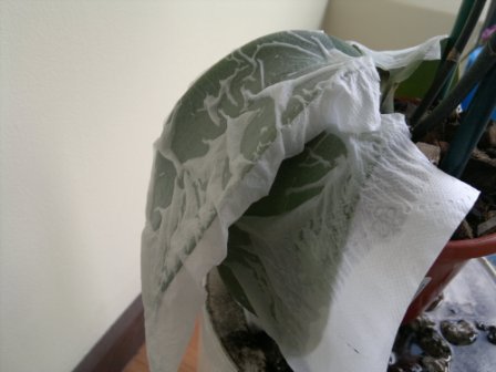 [Foto de planta, jardin, jardineria]