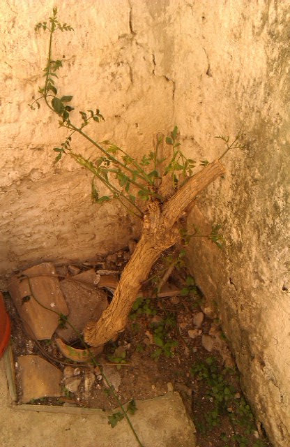 [Foto de planta, jardin, jardineria]