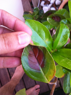 [Foto de planta, jardin, jardineria]