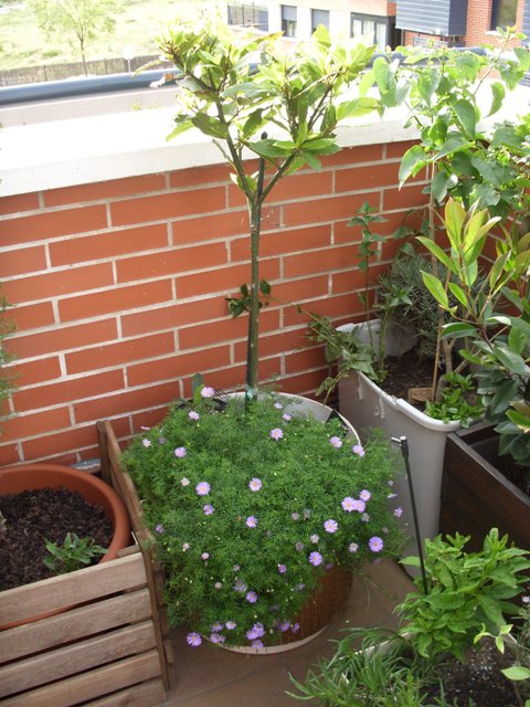[Foto de planta, jardin, jardineria]