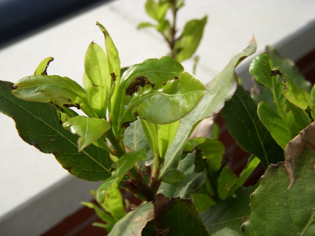 [Foto de planta, jardin, jardineria]