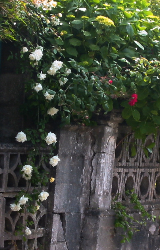 [Foto de planta, jardin, jardineria]