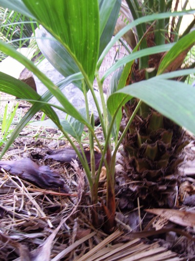 [Foto de planta, jardin, jardineria]