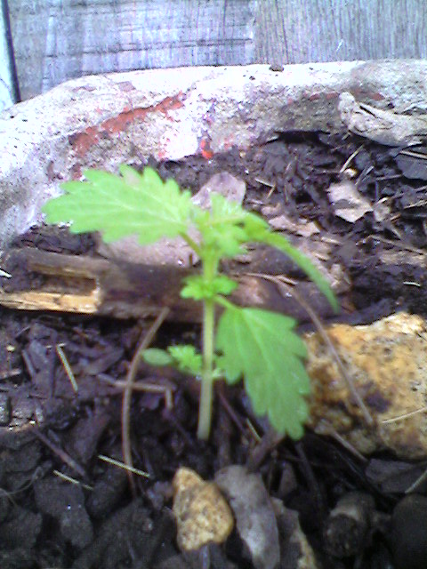 [Foto de planta, jardin, jardineria]