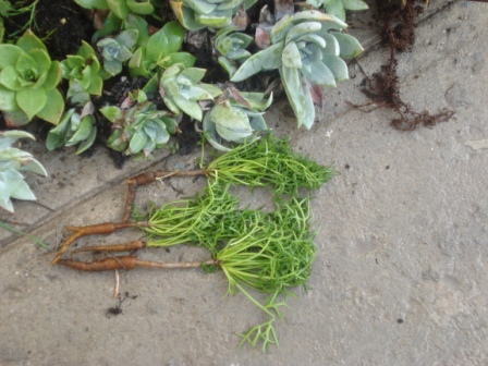 [Foto de planta, jardin, jardineria]