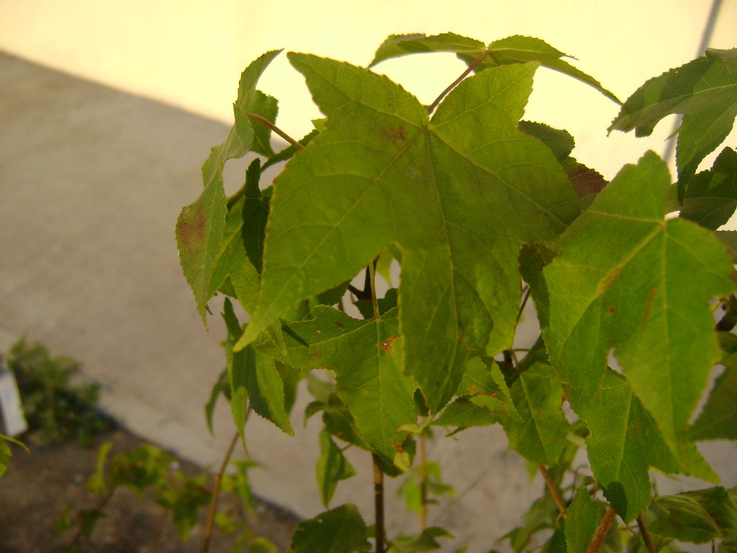 [Foto de planta, jardin, jardineria]