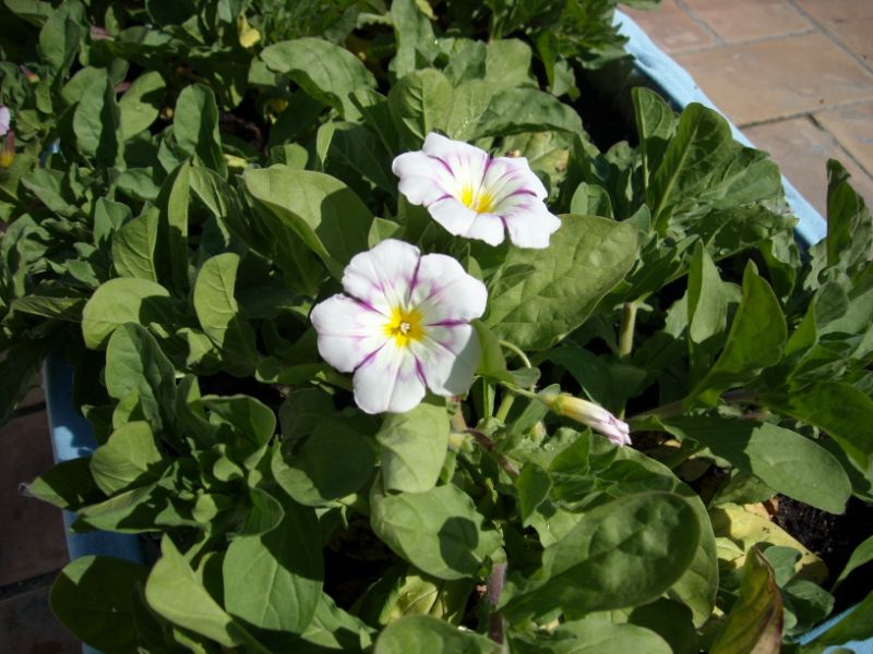 [Foto de planta, jardin, jardineria]