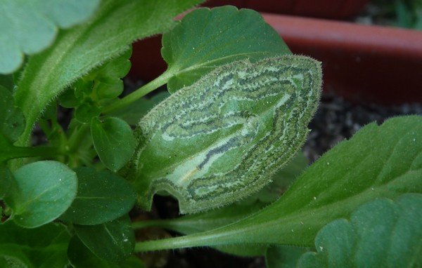 [Foto de planta, jardin, jardineria]