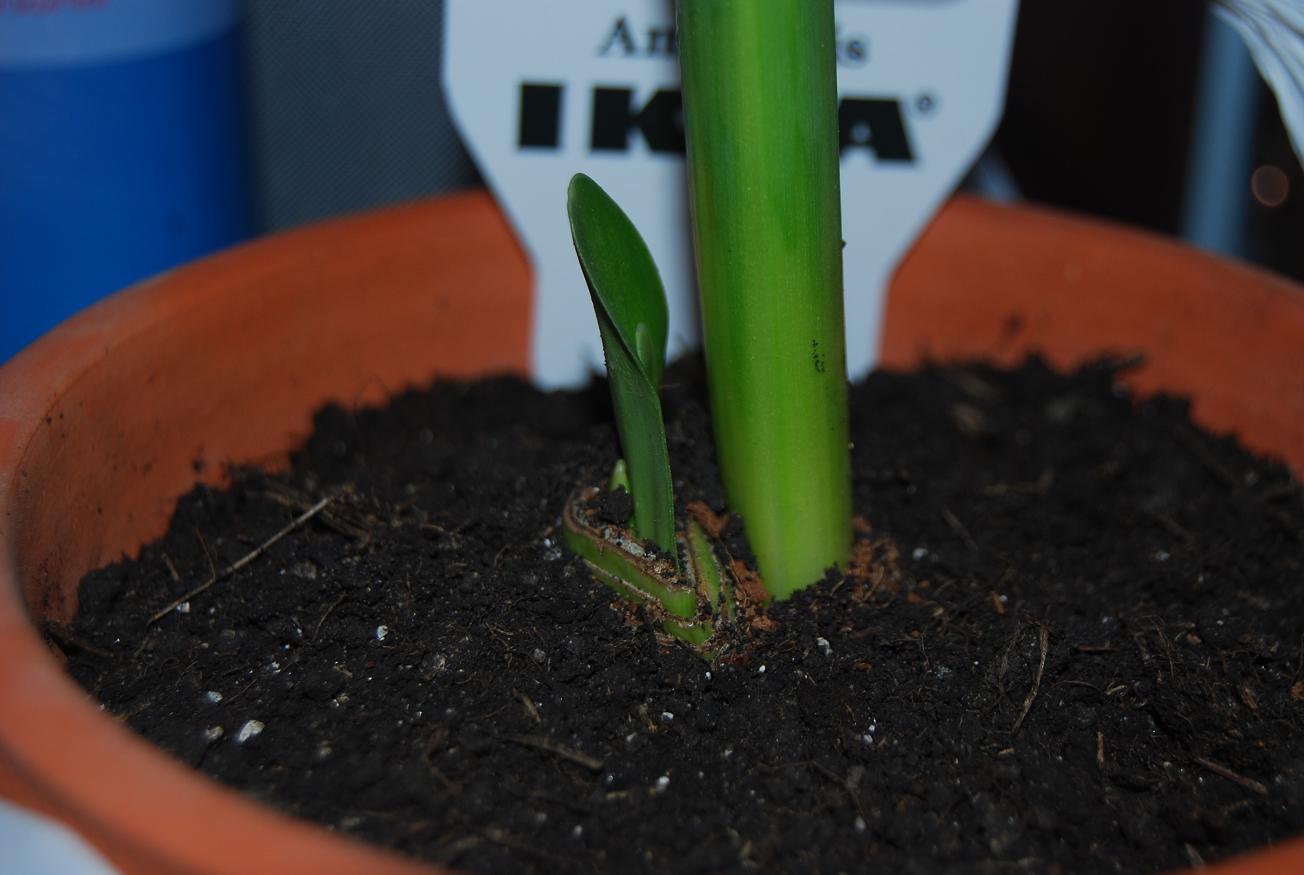 [Foto de planta, jardin, jardineria]