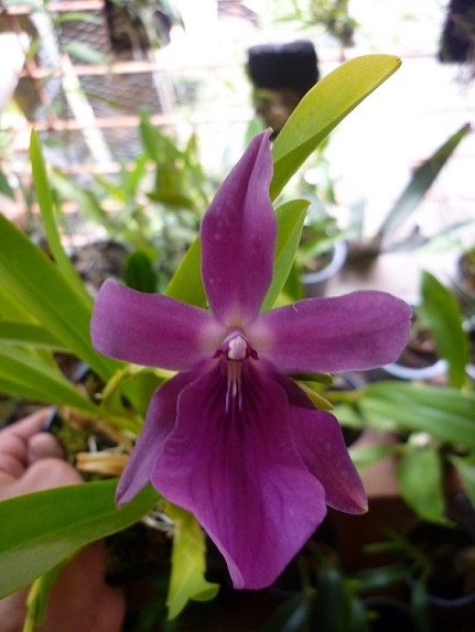 [Foto de planta, jardin, jardineria]