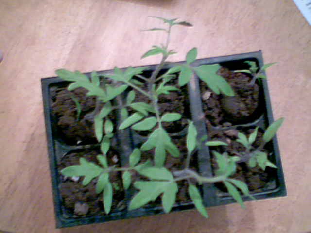 [Foto de planta, jardin, jardineria]