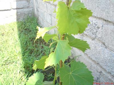 [Foto de planta, jardin, jardineria]