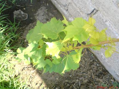 [Foto de planta, jardin, jardineria]