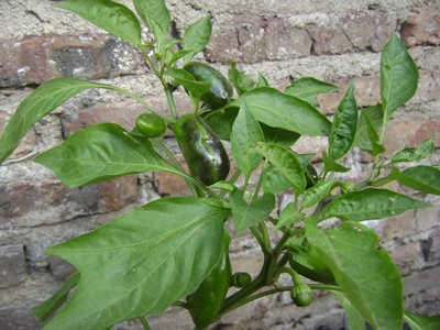 [Foto de planta, jardin, jardineria]