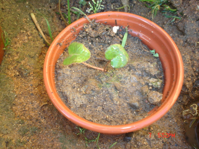 [Foto de planta, jardin, jardineria]