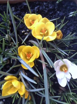 [Foto de planta, jardin, jardineria]