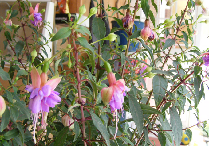 [Foto de planta, jardin, jardineria]