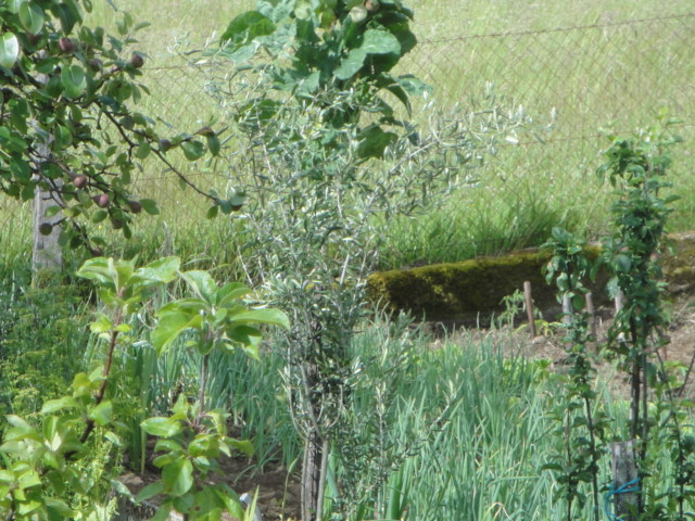 [Foto de planta, jardin, jardineria]