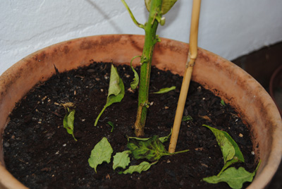 [Foto de planta, jardin, jardineria]