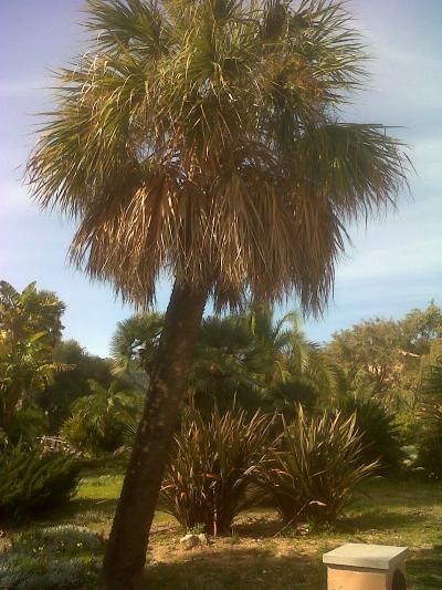 [Foto de planta, jardin, jardineria]