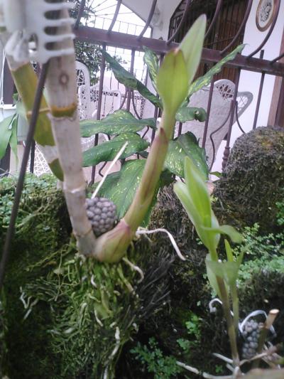 [Foto de planta, jardin, jardineria]