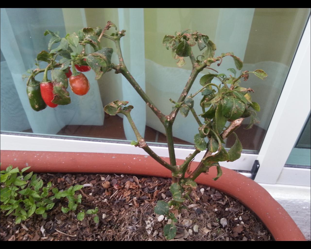 [Foto de planta, jardin, jardineria]