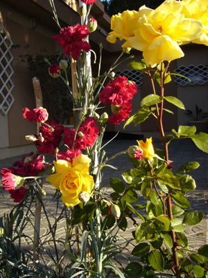 [Foto de planta, jardin, jardineria]