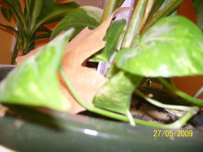 [Foto de planta, jardin, jardineria]