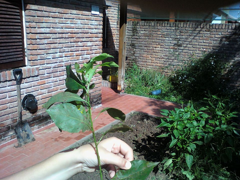 [Foto de planta, jardin, jardineria]