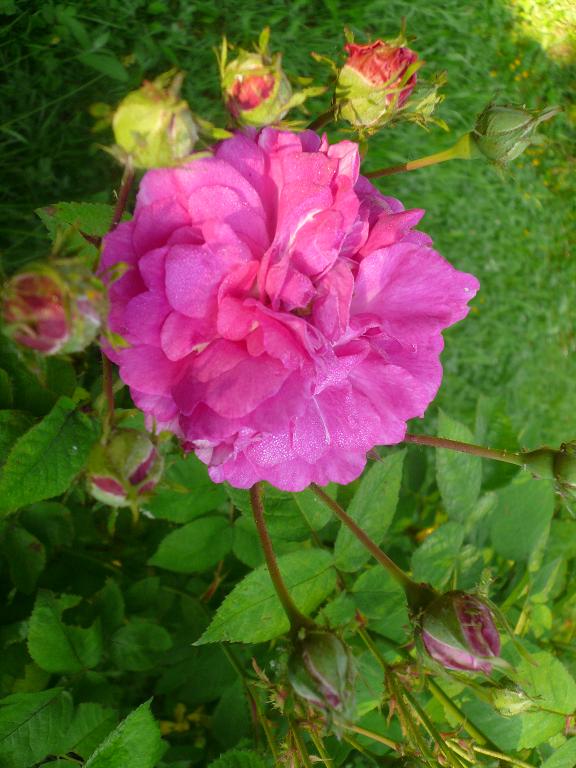 [Foto de planta, jardin, jardineria]