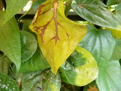 [Foto de planta, jardin, jardineria]